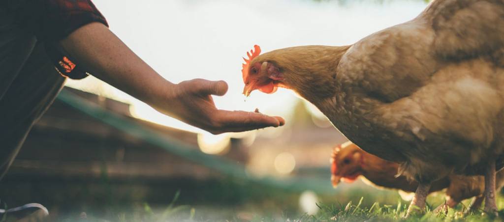 © Ajinomoto Animal Nutrition Group © Ajinomoto Animal Nutrition Group